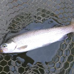 ライズがいっぱい ～大安トラウトレイク～